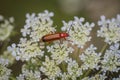 Common red soldier beetle on white flower of wild carrot Royalty Free Stock Photo