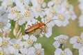 Common red soldier beetle on a flower Royalty Free Stock Photo