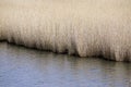 Closeup common reeds