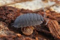 Closeup on a common rough-skinned woodlouse, Porcellio scaber