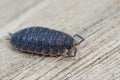 Closeup of the common rough woodlouse , Porcelio scaber Royalty Free Stock Photo