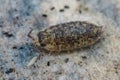 Closeup on a common rough woodlouse, Porcellio scaber, on a piec Royalty Free Stock Photo