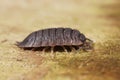 Closeup on the Common rough woodlouse, Porcellio scaber sitting on cardboard Royalty Free Stock Photo