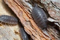 Common rough woodlouses, Porcellio scaber on wood Royalty Free Stock Photo