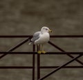 Closeup of a common seagull perched on a metal railing after the rain Royalty Free Stock Photo