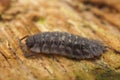 Closeup on the Common shiny woodlouse, Oniscus asellus