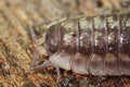 Closeup on a Common shiny woodlouse, Oniscus asellus on a piece of wood