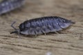 Closeup on a common shiny woodlouse, Oniscus asellus sitting on wood