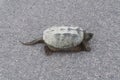 Closeup of common snapping turtle sunbathing on concrete road