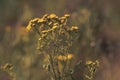 Closeup of common sneezer (Yarrow ptarmica) flowers growing in green grass Royalty Free Stock Photo