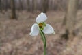 Closeup of common snowdrops, Galanthus nivalis in forest. The first sign of spring. Macro of petals, anthers and pistil of flower Royalty Free Stock Photo