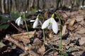 Closeup of common snowdrops, Galanthus nivalis, in the forest. The first sign of spring