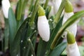 Closeup of common snowdrops, Galanthus nivalis, just after the rain and before open the petals. The first sign of spring. Macro of