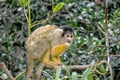 Closeup of a common squirrel monkey in bushes Royalty Free Stock Photo
