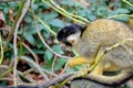 Closeup of a common squirrel monkey in bushes Royalty Free Stock Photo