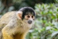 Closeup of a common squirrel monkey in bushes Royalty Free Stock Photo