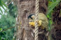 Closeup of a common squirrel monkey in nature Royalty Free Stock Photo