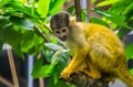 Closeup of a common squirrel monkey sitting in a tree, cute small primate specie from America Royalty Free Stock Photo