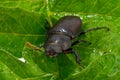 Closeup of common stag beetle female Royalty Free Stock Photo