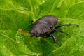 Closeup of common stag beetle female Royalty Free Stock Photo