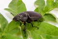 Closeup of common stag beetle Royalty Free Stock Photo