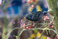 Closeup of a common starling