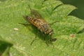 Closeup of the common stiletto fly, Thereva nobilitata on a green leaf