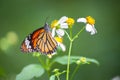 Closeup of the Common Tiger butterfly (Danaus genutia) feeding on a garden flower Royalty Free Stock Photo