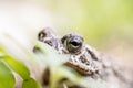 Closeup Of Common Toad In Nature Royalty Free Stock Photo
