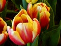 Closeup of common tulips