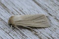 Closeup on the common wainscot owlet moth, Mythimna pallens sitting on wood