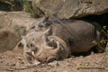 Closeup of a common warthog in mud in the zoo of Osnabruck