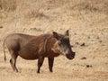 Closeup of common warthog resting outdoors Royalty Free Stock Photo