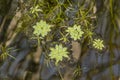 Closeup of Common Water Starwort