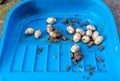 Closeup of Common Watersnake Eggs collected on a plastic dust collector from the garden soil