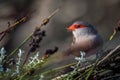 Closeup of the common waxbill. Estrilda astrild.