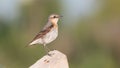 Closeup of a common wheatear perched on a wooden surface