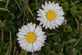 Closeup of common daisy flowers