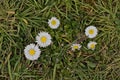 Closeup of common daisy flowers Royalty Free Stock Photo