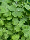 Closeup of common wood sorrel leaves with water drops Royalty Free Stock Photo