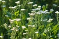 closeup of common yarrow flowerbed with selective focus on foreground