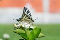 Swallowtail butterfly on the white flower