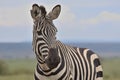 closeup of common zebra looking alert in the wild savannah of the masai mara, kenya, with sky in background