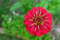 Closeup common zinnia flower Royalty Free Stock Photo