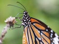 Closeup of comon tiger buterfly Royalty Free Stock Photo