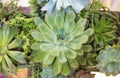 Closeup composition of a variety of succulents, the idea of decorating