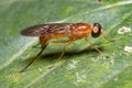 Closeup of a Compost Fly (Ptecticus trivittatus Royalty Free Stock Photo