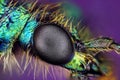 Eye of insect