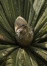 Closeup of a cone of a cycad plant at a park