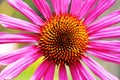 Closeup of a coneflower Royalty Free Stock Photo